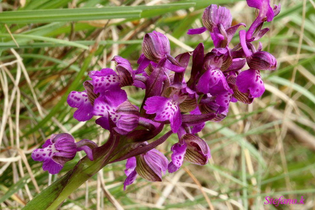 Da identificare ! Anacamptis morio
